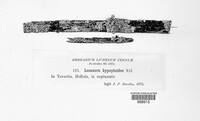 Protoparmelia oleagina image